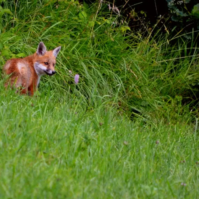 activité montagne : détective renard