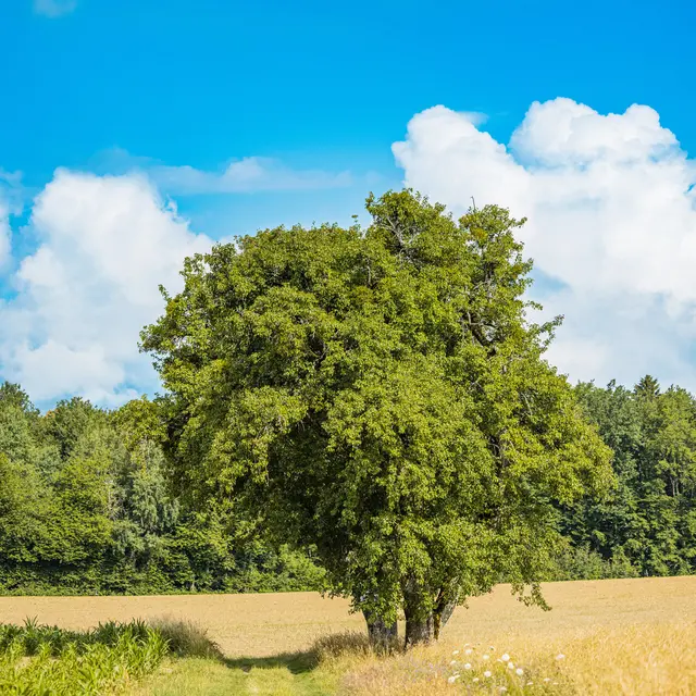Sentier Nature du Vuache