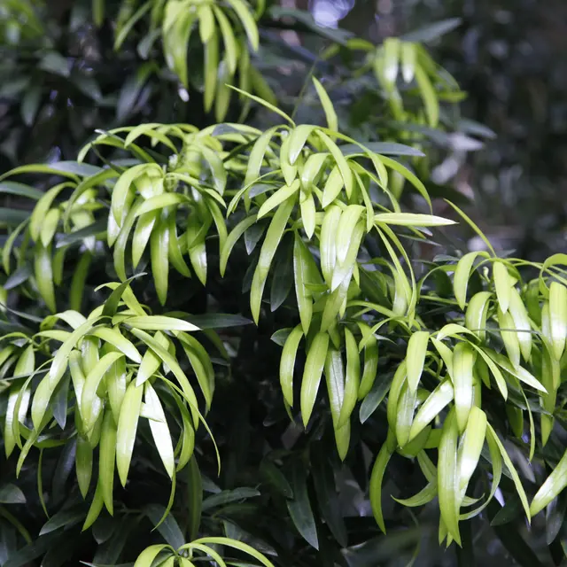 Podocarpus