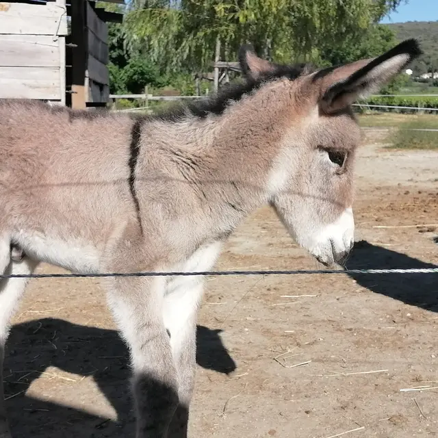 Asinerie Laura Aubert