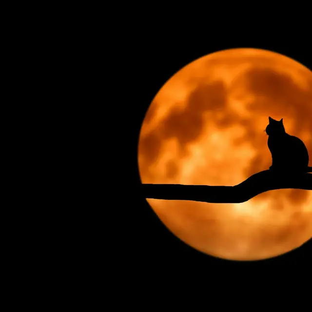 Halloween_Bonneville