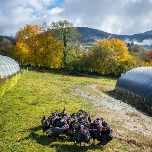 Ferme de Loutas