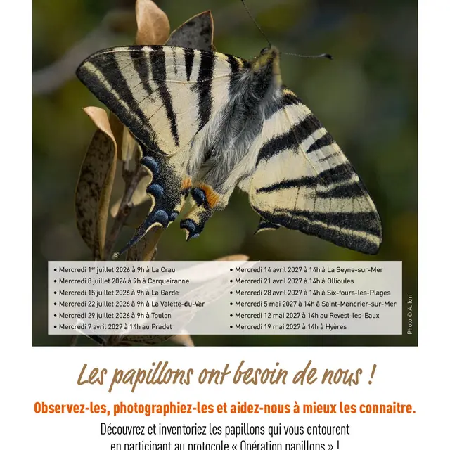 Sortie nature - À la découverte des papillons_Hyères