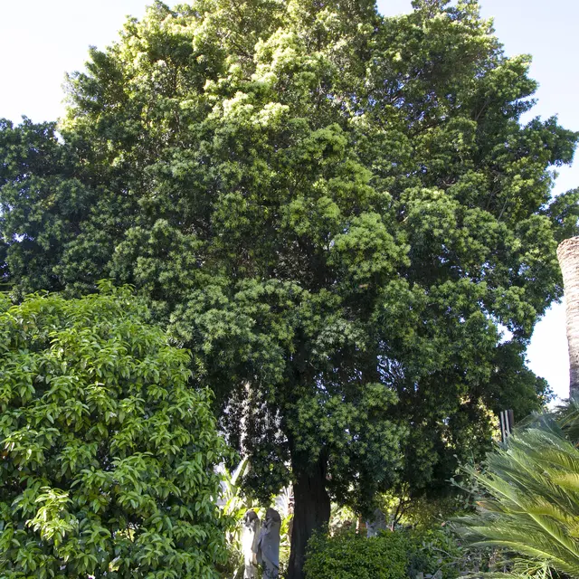 thuja occidentalis hhe Thuja occidentalis 'Smaragd' / Lebensbaum