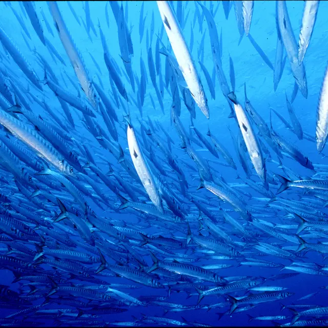 Banc de barracudas