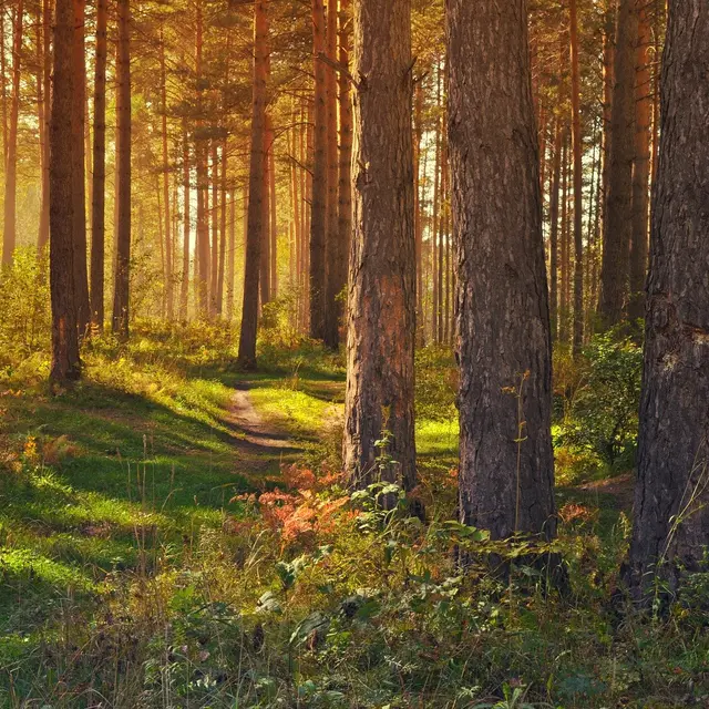 Patrimoine caché des haneaux