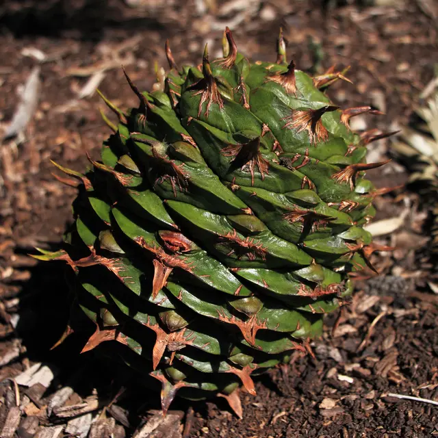 Araucaria Bidwillii zoom