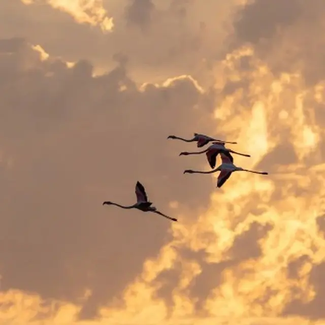Lever du soleil dans le choeur de l'aube_Arles