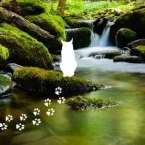 Les mercredis des Marm'eau : Gros matou et le petit ruisseau_Ceyzérieu