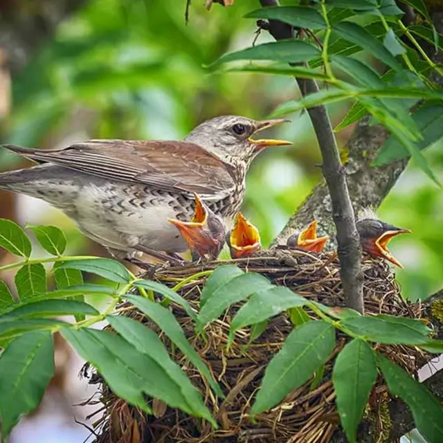 Observe les oiseaux - Découverte