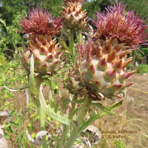 La vision - Rendez-vous aux Jardins_Bonson