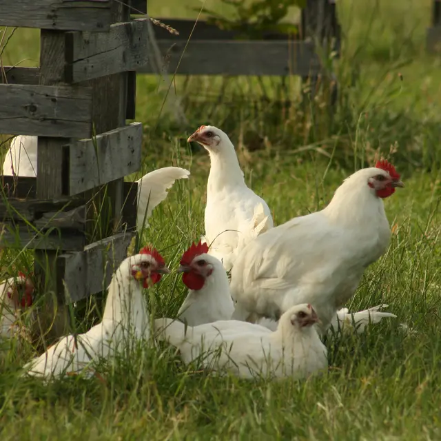 poulets de Bresse