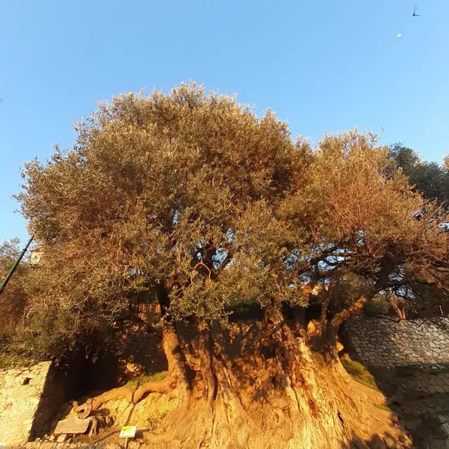 92ème Fête du Citron® - Du Château à l'Olivier