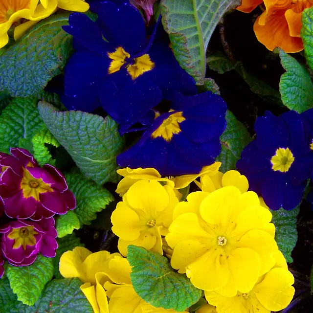 Marché aux fleurs et brioches_Novalaise
