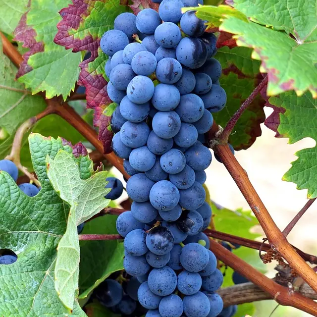 Fête de la Vigne et du Vin au Cellier des Princes_Courthézon