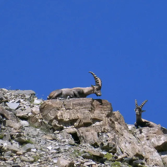 Rando Passion : Quand les bouquetins s'invitent à l'apéro
