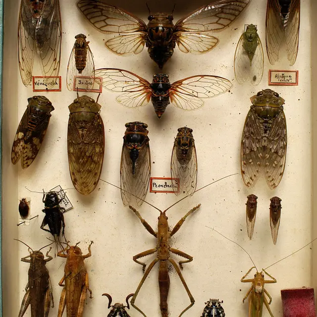 Collection Louis Gauthier