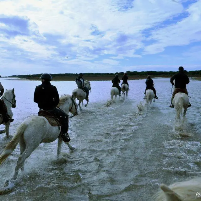 Crin Blanc_Saintes-Maries-de-la-Mer