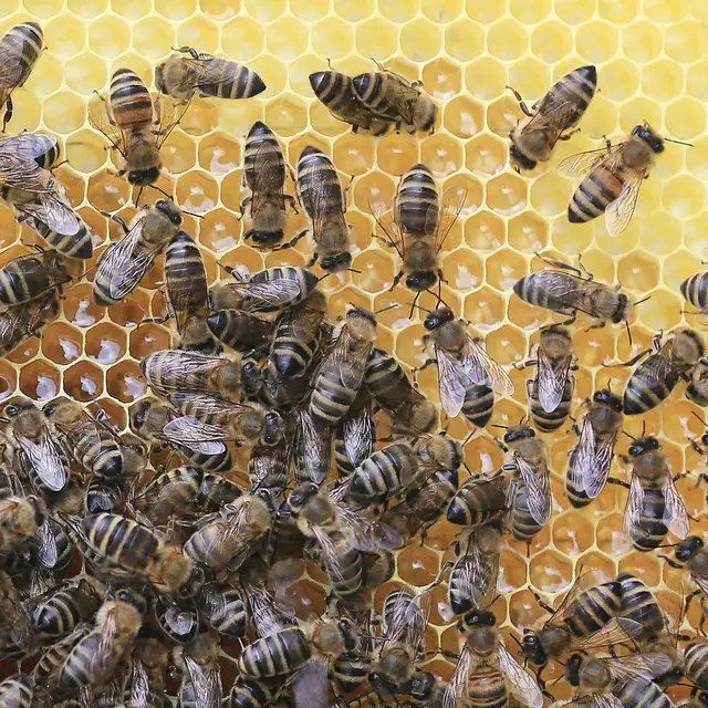 Apiculture