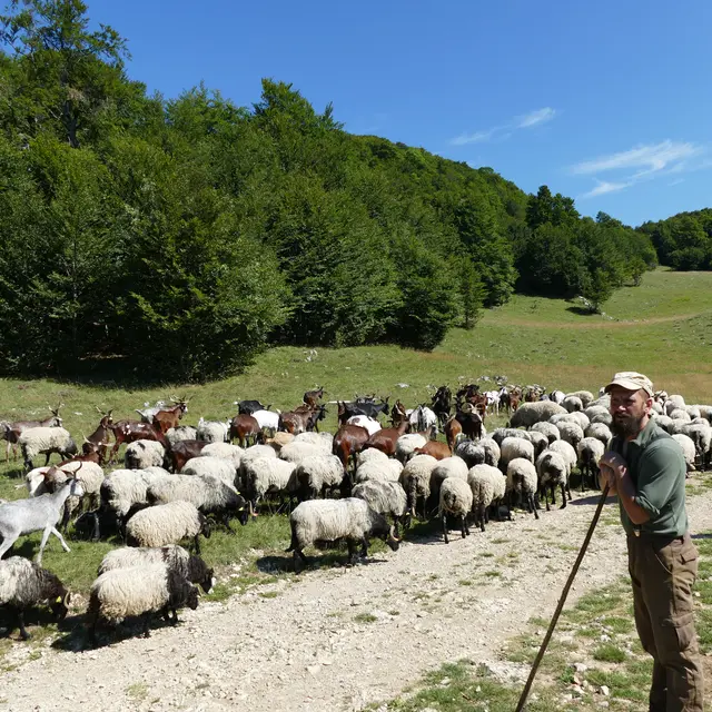 Bergerie Au Rythme du troupeau