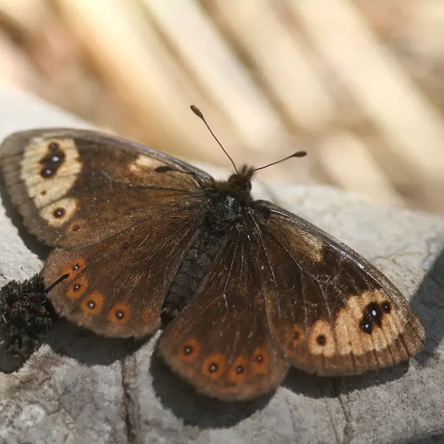 Inventaire des papillons de jour – Prospection du Moiré provençal_Vitrolles-en-Lubéron
