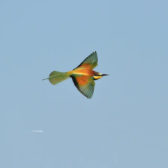 Sortie ornithologique : L'oiseau papillon_Les Baux-de-Provence