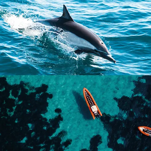 sea-adventure-dauphin-calanques-duvar