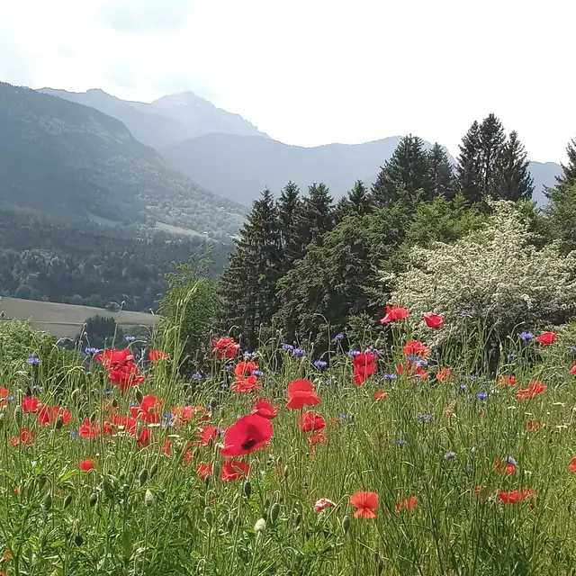 Cycle : Se soigner avec les plantes_Saint-François-de-Sales