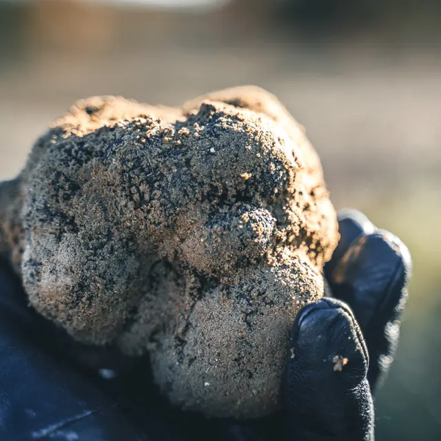 Truffes de Provence