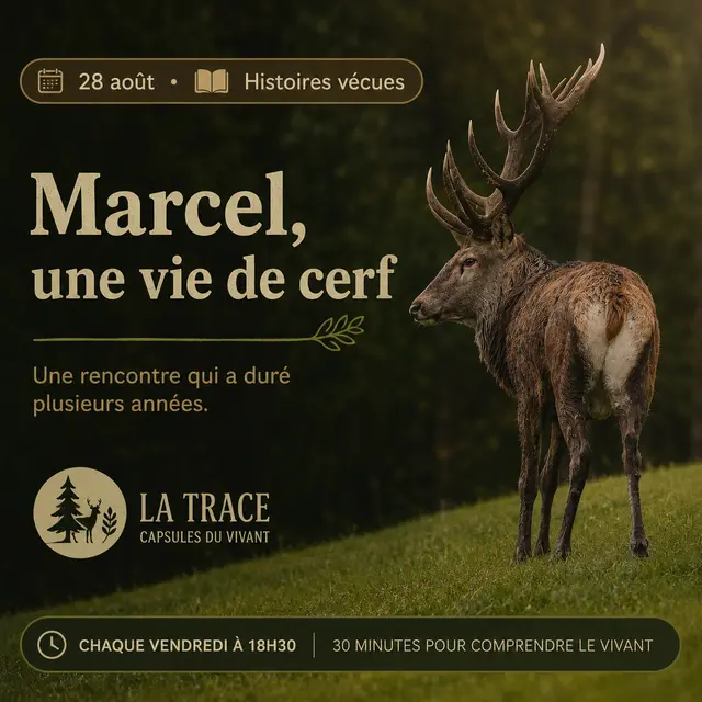 Marcel, l'histoire d'un cerf