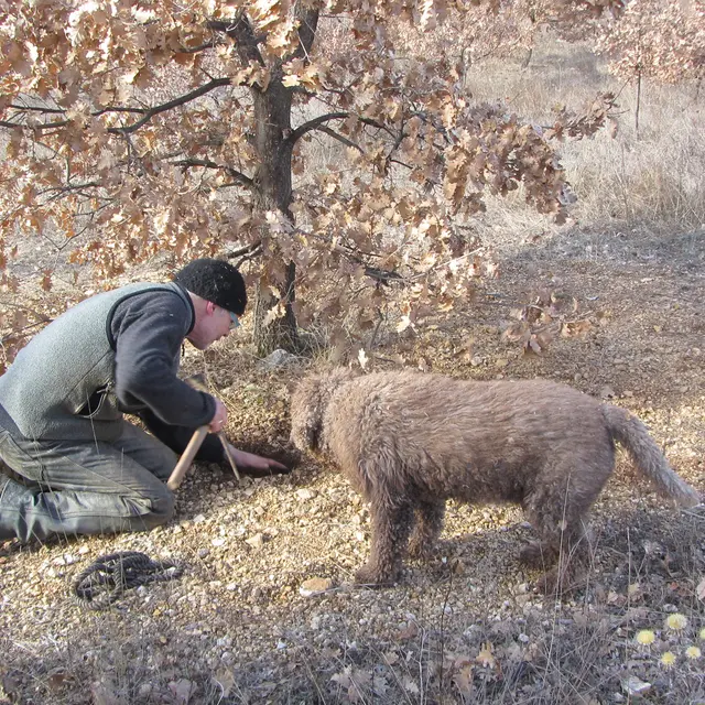 M. Monnier - Trufficulteur