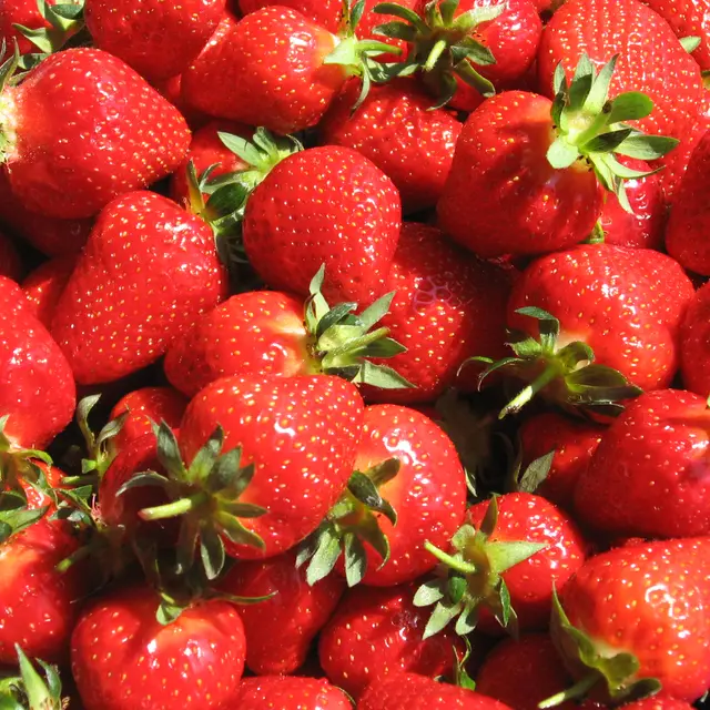 Pause Comtadine : Autour de la fraise de Carpentras_Carpentras