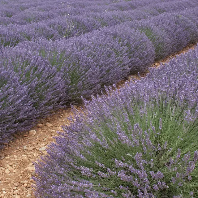 Lavandins