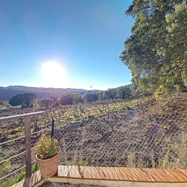 Les Vignes