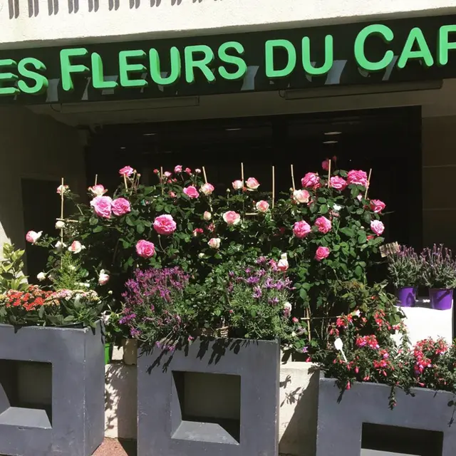 Les Fleurs su Cap