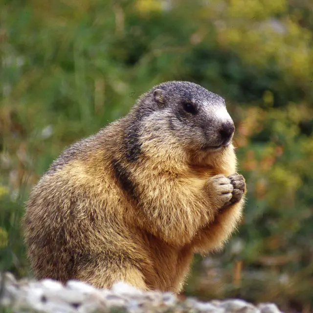 Marmotte