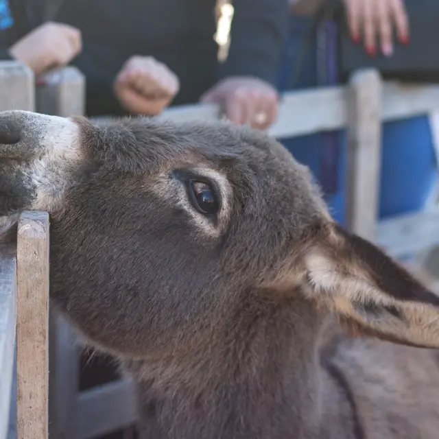 Ferme pédagogique_Istres
