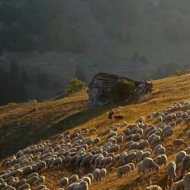 Fête de la transhumance_Saint-Étienne-de-Tinée
