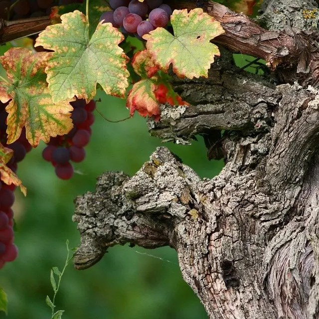 Domaine de la Lôyane