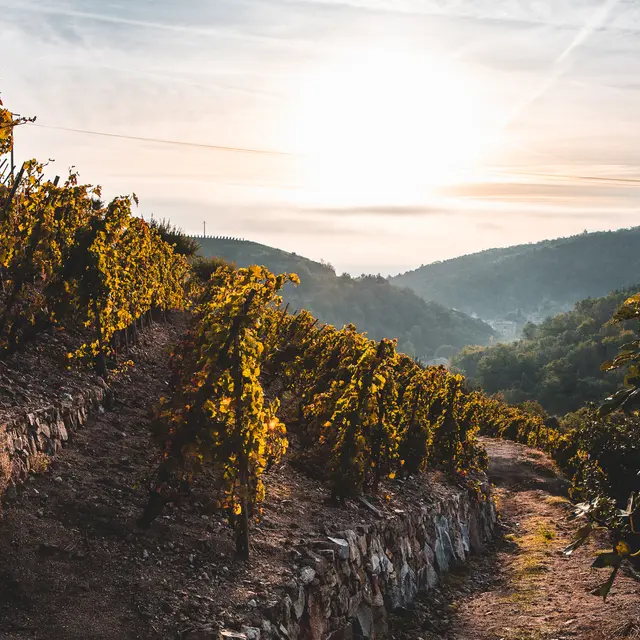 Sunset dans les vignes au Domaine Gaillard_Malleval