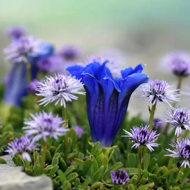 Gentiana acaulis et Globularia cordifolia