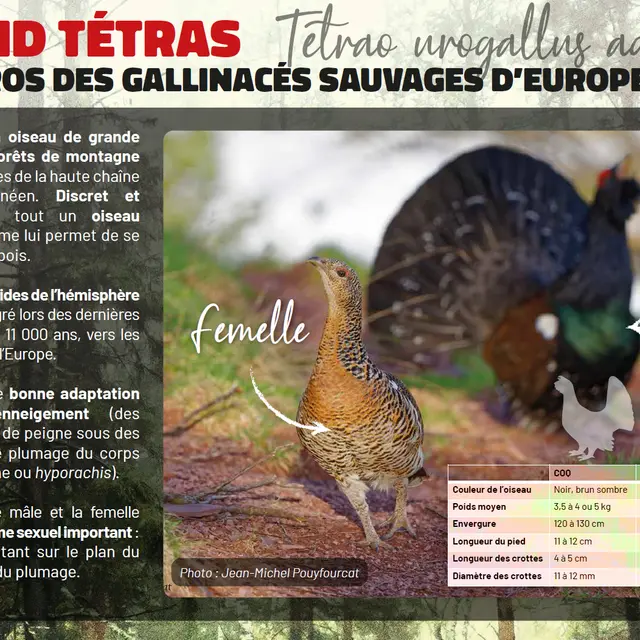 Exposition Le Grand Tétras_Ax-les-Thermes