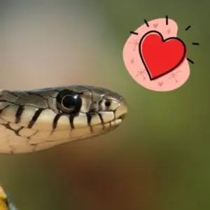 Atelier : Ssssserpent ! (4-7 ans) - Maison du Marais de Lavours_Ceyzérieu