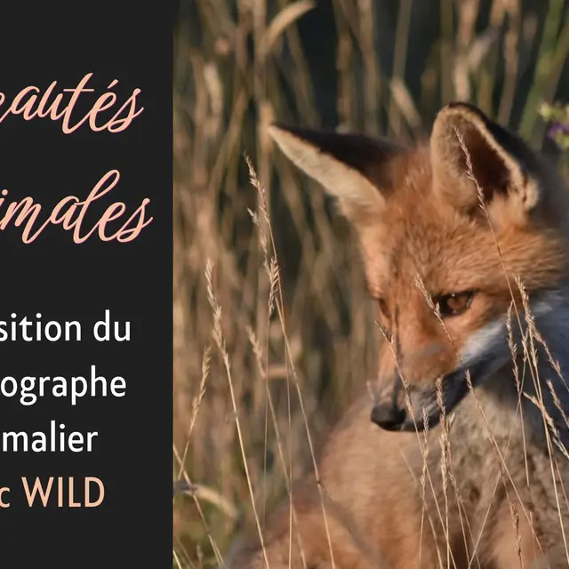 Exposition photos : Beautés animales_Veynes