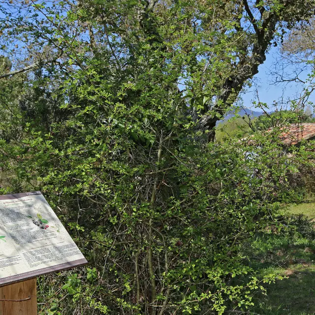 Sentier botanique