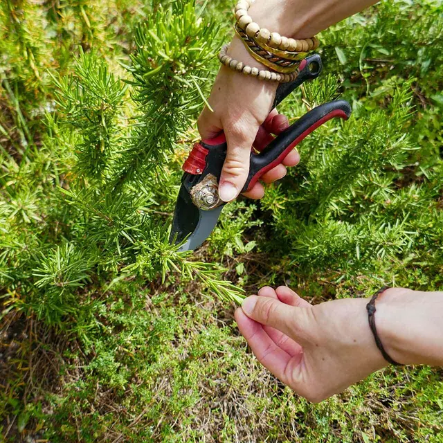 Atelier : plantes dépuratives