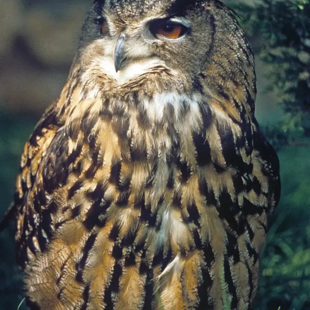 Les oiseaux nocturnes de nos montagnes_Châteauneuf-d'Entraunes