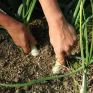 De Ferme en Ferme - Quintet condiments biologiques_Vachères-en-Quint