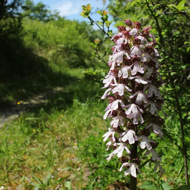 La Forêt de Marcoin_Marsat
