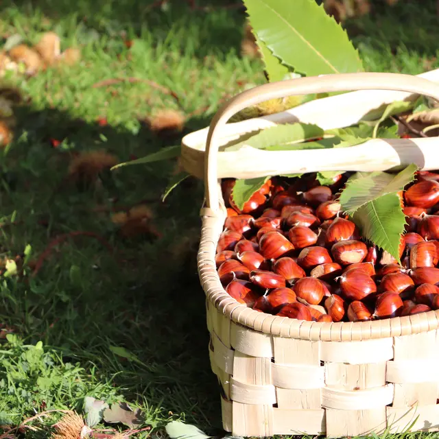 25e Castanhadas à Mourjou